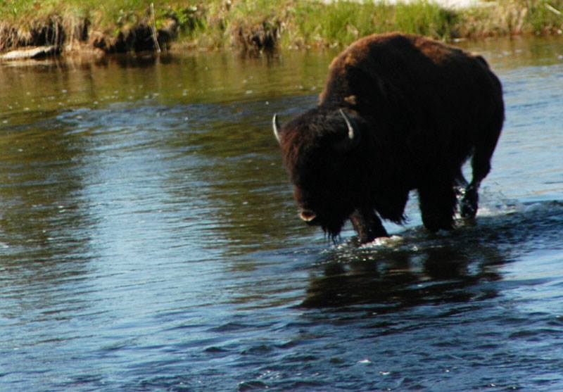 You can't visit Yellowstone without seeing Bison.